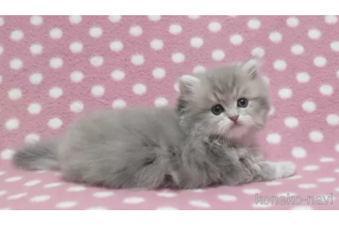 成約済の愛知県のペルシャ(チンチラ)-85711の4枚目